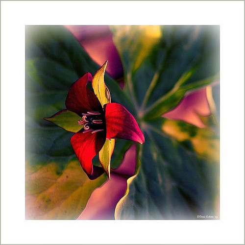 Trille rouge