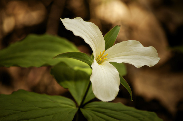 Trillium grandiflorum (Trillium grandiflorum)