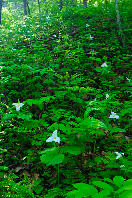 Trillium grandiflorum