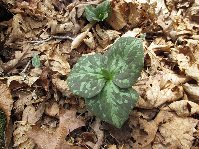 Trillium luteum