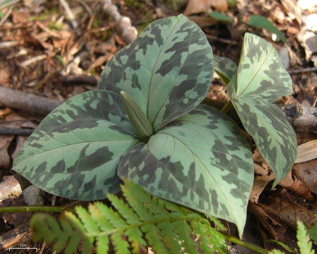 Trillium luteum