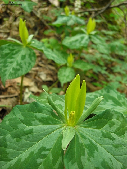 Trillium luteum