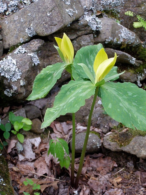 Trillium luteum