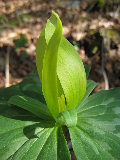 Trillium luteum