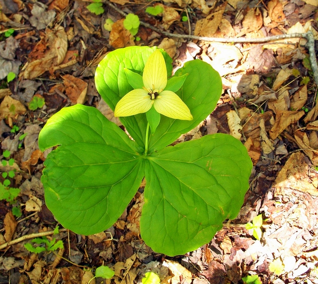 Trillium luteum (Trillium luteum)