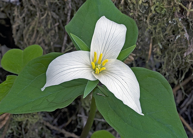 Trillium ovatum (Trillium ovatum)