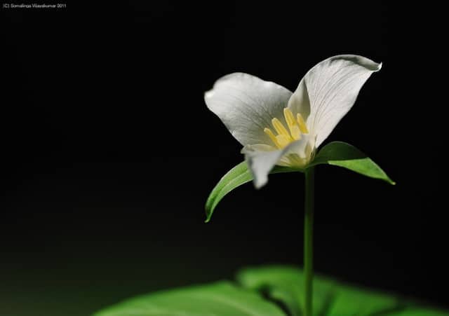Trillium ovatum