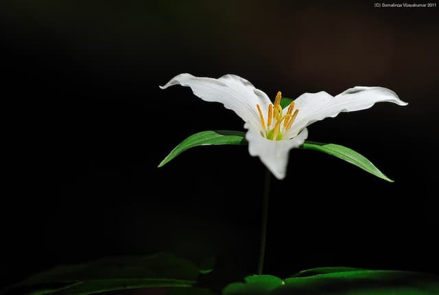 Trillium ovatum