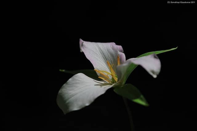 Trillium ovatum