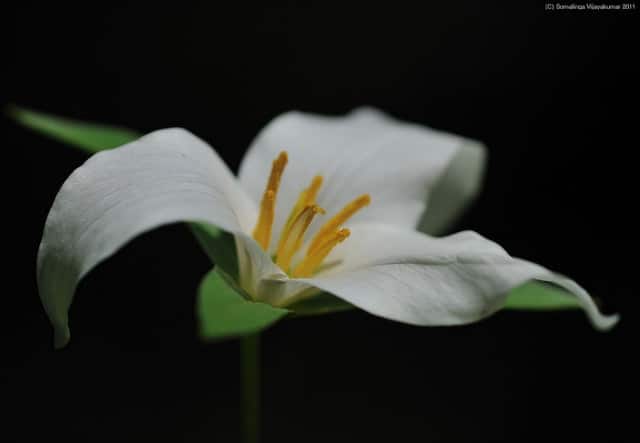 Trillium ovatum