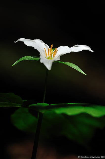 Trillium ovatum