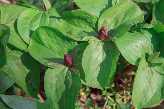 Trillium sessile