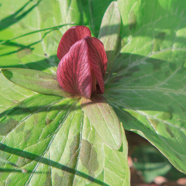 Trillium sessile