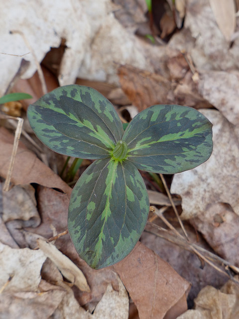 Trillium sessile