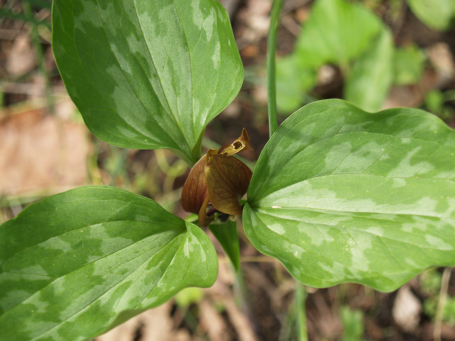 Trillium sessile