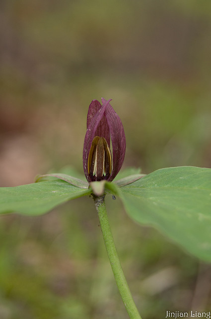 Trillium sessile