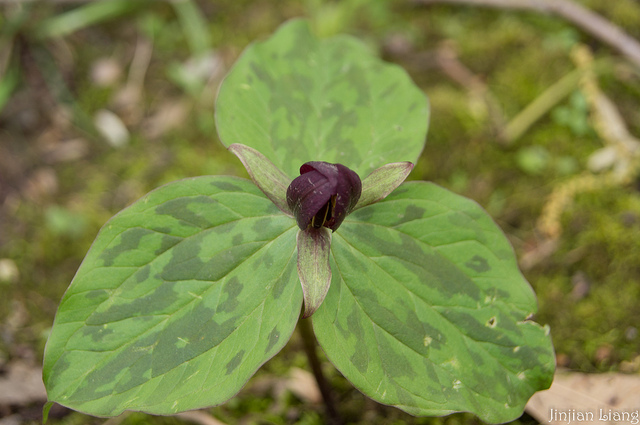 Trillium sessile (Trillium sessile)
