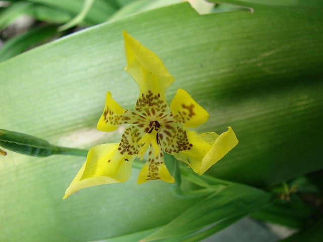 Trimezia martinicensis