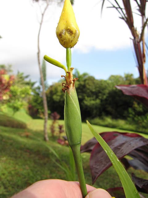 Trimezia martinicensis