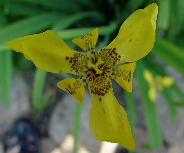 Trimezia martinicensis