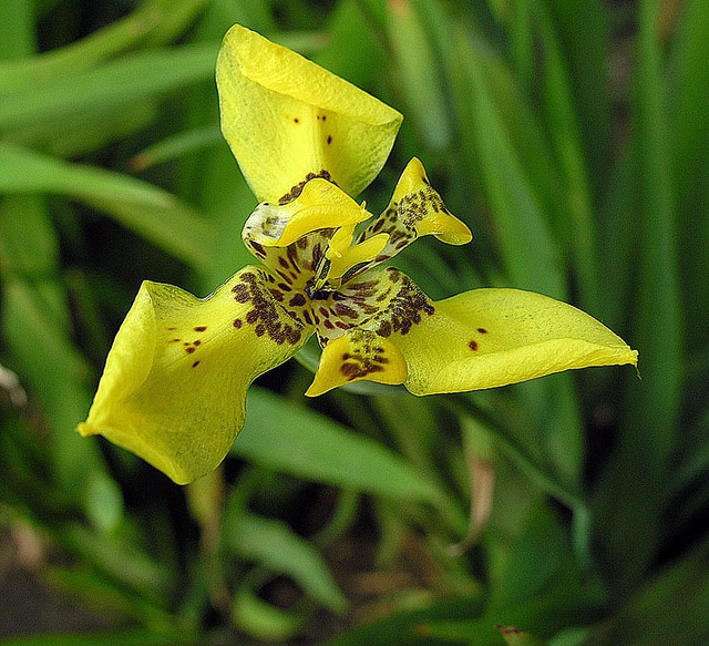 Trimezia martinicensis (Trimezia martinicensis)