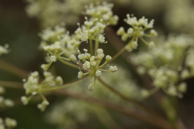 Trinie commune (Trinia glauca)