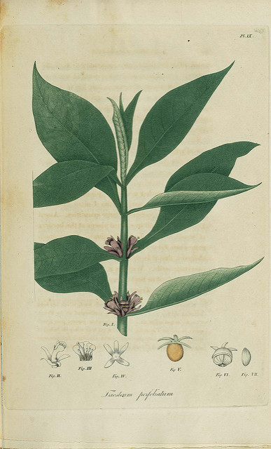 Triosteum perfoliatum (Triosteum perfoliatum)