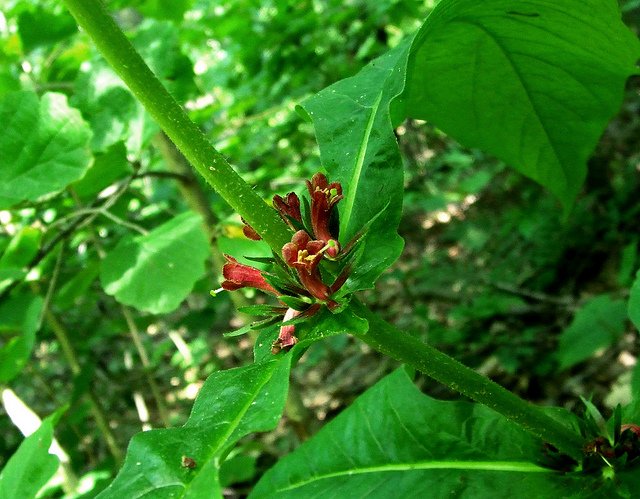 Triosteum perfoliatum