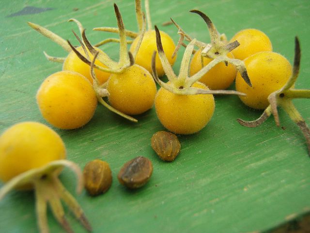 Triosteum perfoliatum