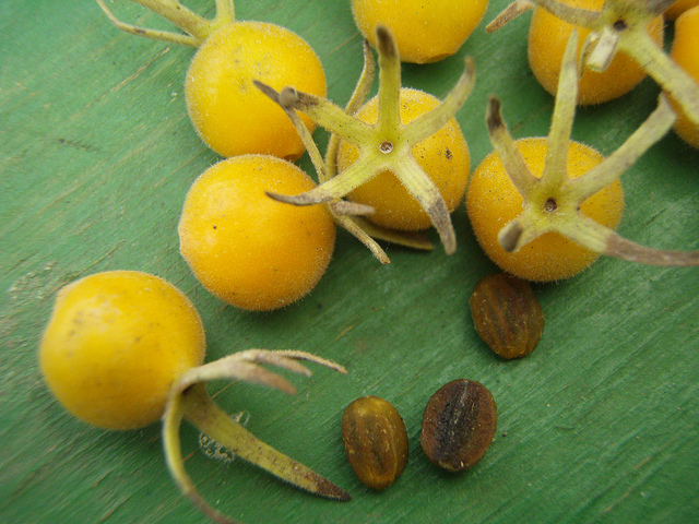 Triosteum perfoliatum