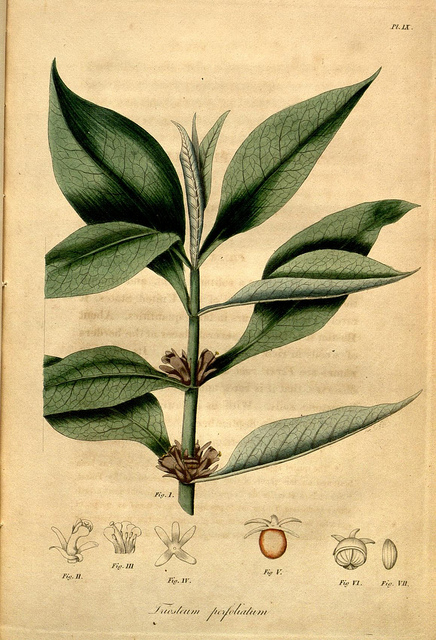 Triosteum perfoliatum