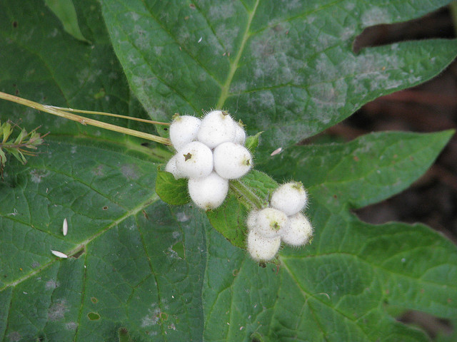 Triosteum pinnatifidum (Triosteum pinnatifidum)