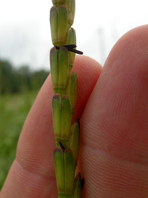 Tripsacum dactyloides