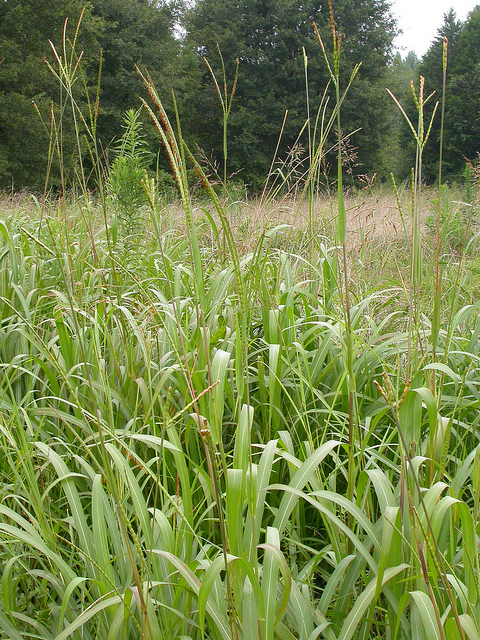 Tripsacum dactyloides