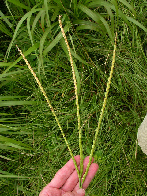 Tripsacum dactyloides