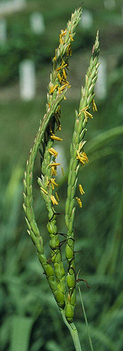 Tripsacum dactyloides