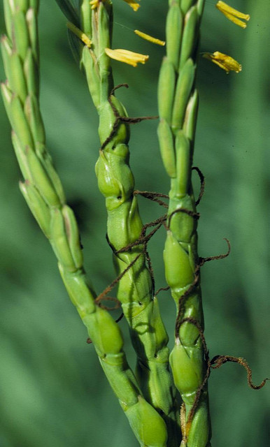Tripsacum dactyloides