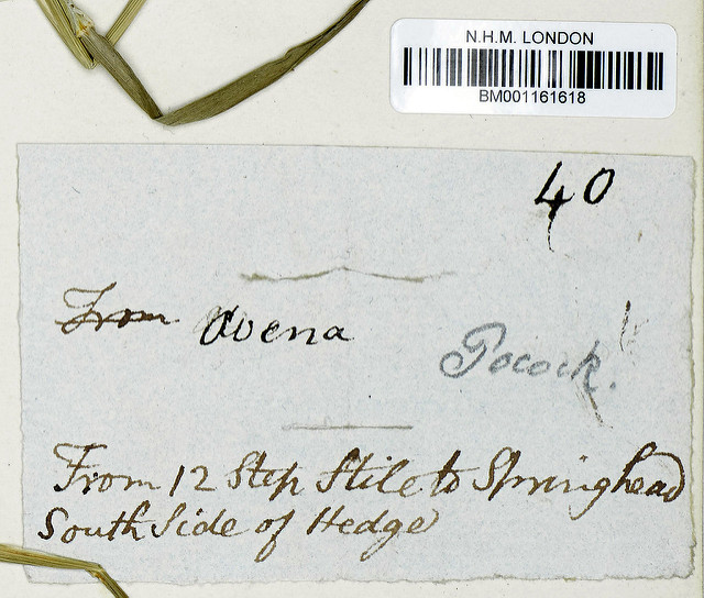 Avoine dorée (Trisetum flavescens)