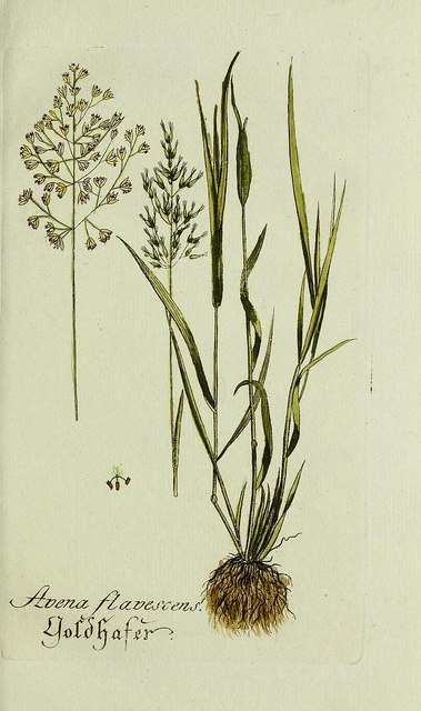 Avoine dorée
