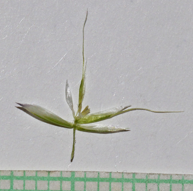 Trisète en épi (Trisetum spicatum)