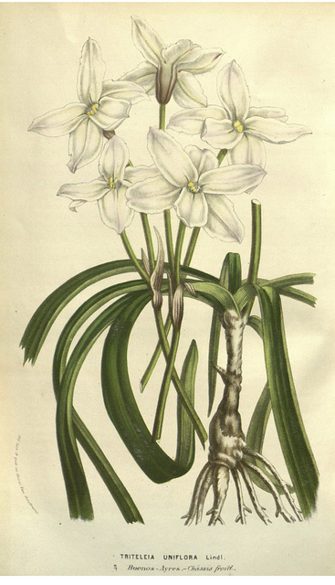 Tristagma uniflorum