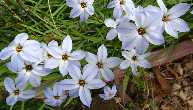 Tristagma uniflorum
