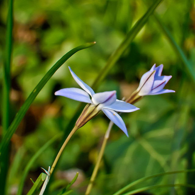 Tristagma uniflorum