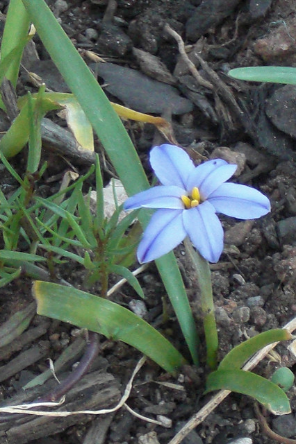 Tristagma uniflorum