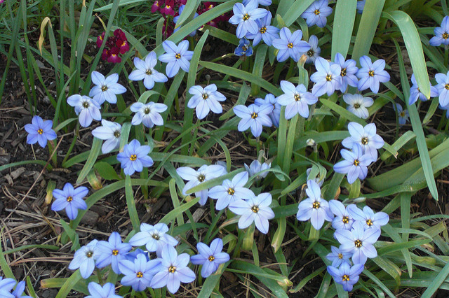 Tristagma uniflorum