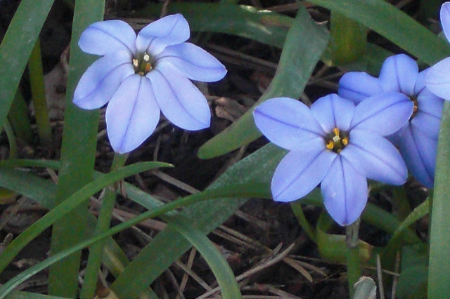 Tristagma uniflorum