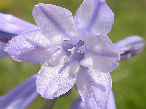 Triteleia grandiflora