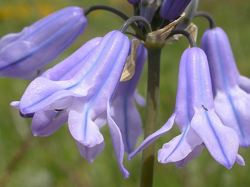 Triteleia grandiflora
