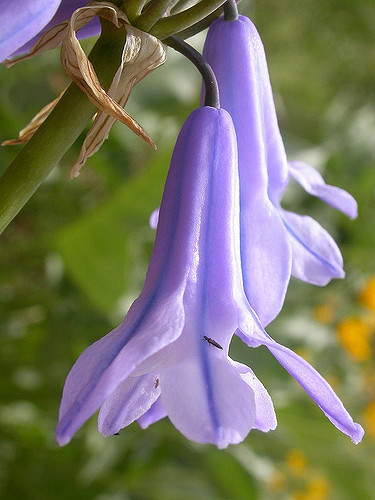 Triteleia grandiflora