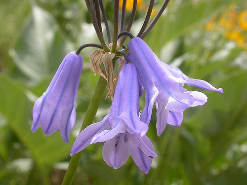 Triteleia grandiflora